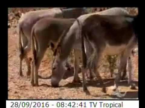 balanço geral toledo Encontro com a Notícia 28/09/2016 - Ao Vivo da Redação | RN pode produzir leite de jumenta