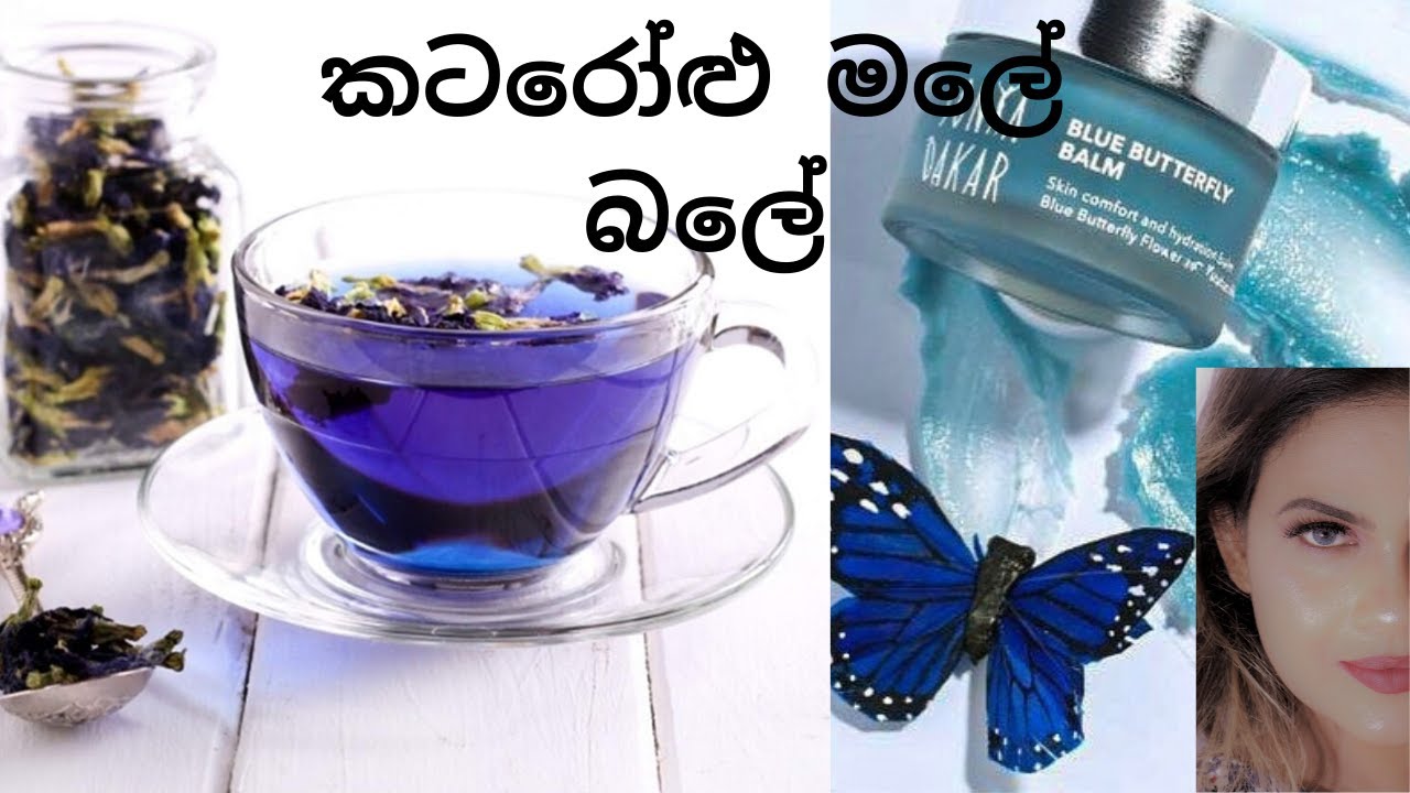 sri lankan blue butterfly pea flower in sinhala butterfly pea benefits sinhala නිල් කටරොළු