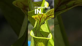 carnivorous plant  instagram horticulture shorts agriculture carnivorousplants