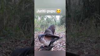 Pomba Juriti-pupu acasalando 🙂 screenshot 4
