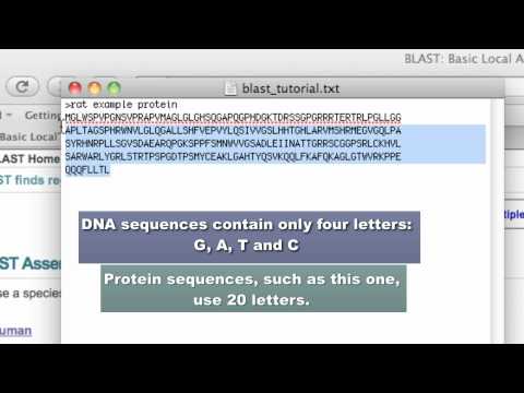 NCBI Blast Tutorial
