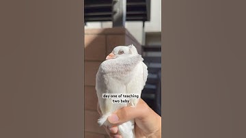 HOW TO ACTUALLY TRAIN PIGEONS THE RIGHT WAY #bird #pigeon