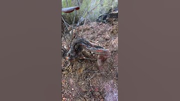 Săn được cây sim thân vặn xoắn #bonsai #quái #mini #câysimbonsai #hoasim