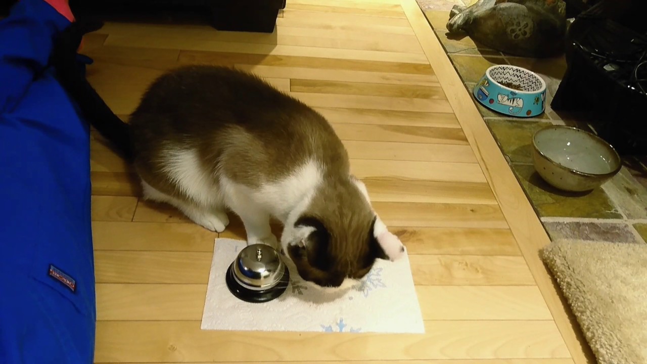 Anoemoncat Ring Bell For Cat Treats YouTube