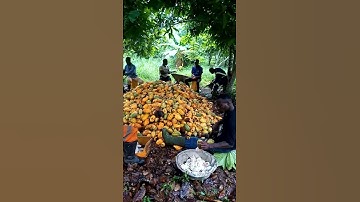 am now harvesting more cocoa pods for my company