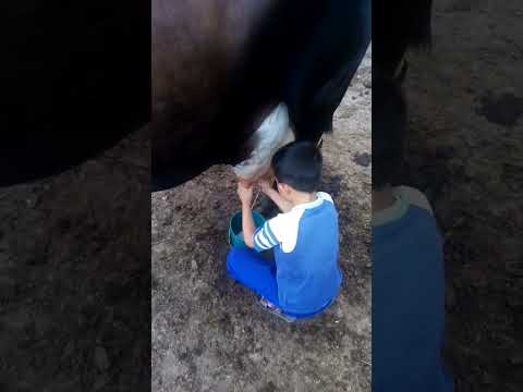 ordeñando vacas