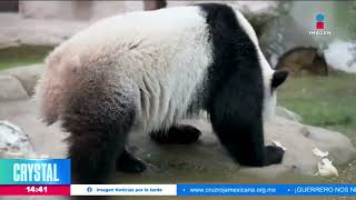 Xin Xin, la última panda gigante que habita en México y Latinoamérica | Crystal Mendivil