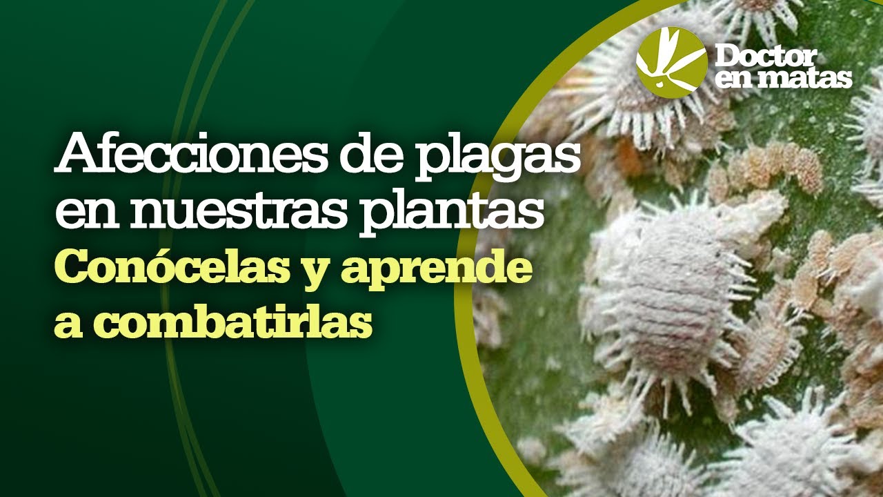 🛡️ Guía Maestra contra PLAGAS: Mitos, Errores y Soluciones de un Experto