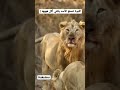 اللبوة تصفع الأسد وتقوله يكفي أكل ههههه Shorts Fyp Explore Funny Fitness Trending Foryou