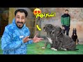 اشتريت نوع كلاب غريب جدا وكلب مالينو بنصف مليون جنيه