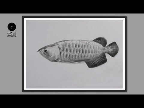 How To Draw Aa Arowana Fish  Pencil Sketch  Drawing  Art Tutorial