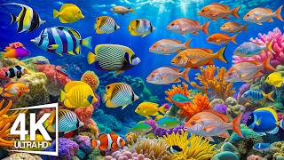 The Best 4K Aquarium – Dive Into a Tranquil Underwater World 🐠 Colorful Reef Fish & Marine Life
