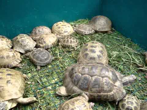 Bruņurupuči