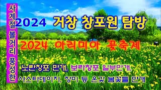 2024 거창 창포원 탐방 / 아리미아 꽃축제 / 노란창포 만개, 보라창포 일부 만개 / 샤스타데이지, 장미, 수레국화 등 온갖 봄꽃 만개 /사계절 풍성한 볼거리/ calamus