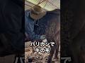 【牛の毛刈り】汚れがこんなに😱