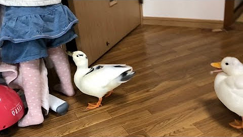 娘とコールダック Our Daughter and Pet Call Ducks
