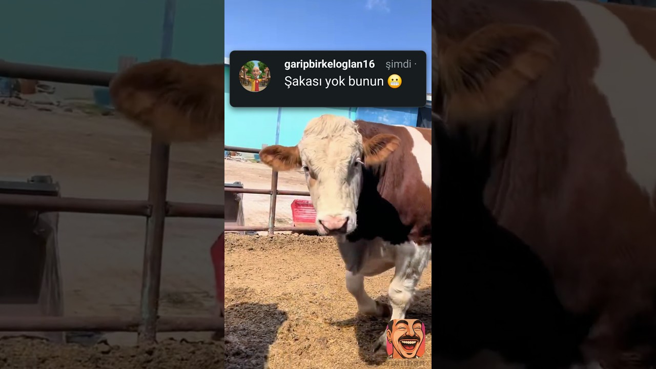 Meydan okumayı anında ciddiye aldı 😂