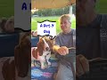 This joke is absolutely barking mad 🐕 #pets #humor #shorts