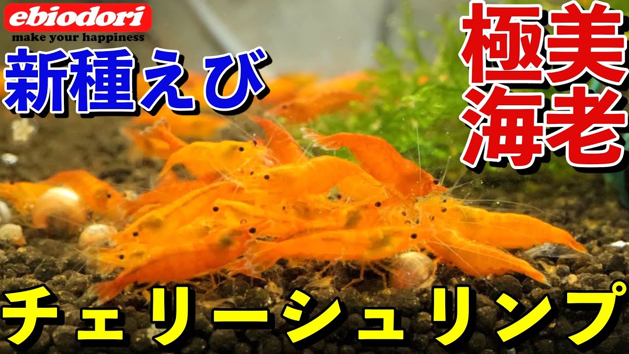 やばいくらい綺麗なエビを見てみる レッドチェリーシュリンプ Youtube