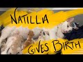 Natilla the Rescue Cat Gives Birth!