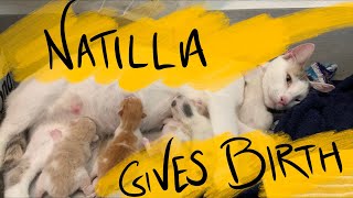 Natilla the Rescue Cat Gives Birth!