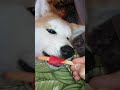 Cachorro chupando sorvete