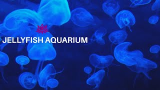 Jellyfish Aquarium  | Relaxing sound for Sleep, Study or Meditation | 3 HOURS