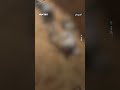 قوات الدعم السريع في مدينة الفاشر ترتكب مجزرة بحق مدنيين في مدينة الفاشر شمال دارفور