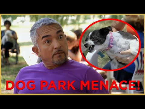 Βίντεο: Η σωστή εθιμοτυπία στο Dog Park