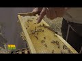 Tierra frtil tvproduccin de miel de abeja mexicana 200424