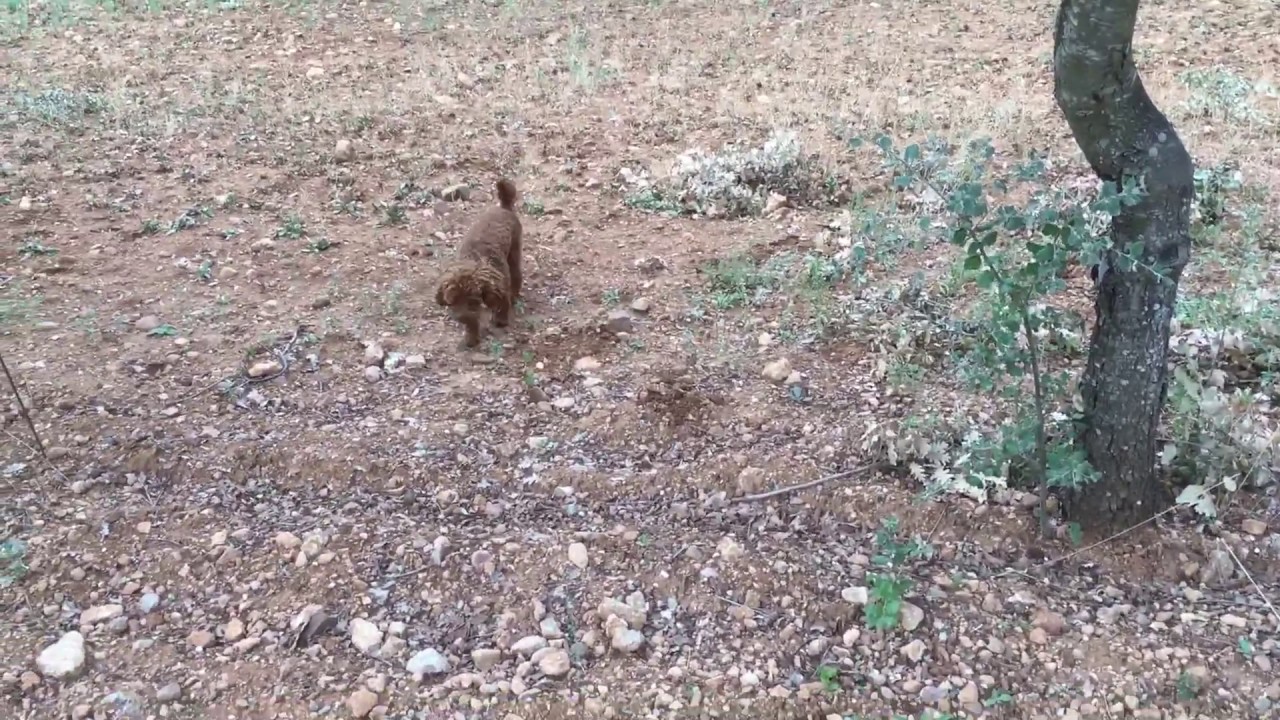 Dressage d'un jeune chien truffier - YouTube Dressage d'un jeune chien truffier - YouTube