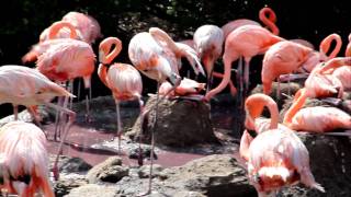 American Flamingos - Bermuda Aquarium, Museum, and Zoo