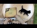 【東洋ケース】CAT Wall Light キャットウォールライト 使用方法