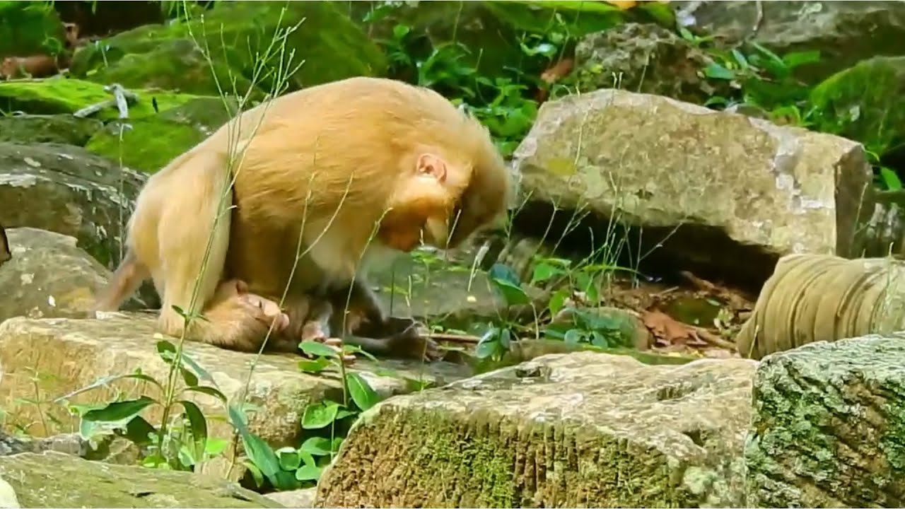 Sad News! Rose h-i-t Brady to the ground reject him goes near daddy Luki, Rose hit Brady be stubborn