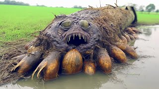 20 Strange Things Found In The Wetlands of Louisiana by The Fancy Banana 182,284 views 2 weeks ago 26 minutes