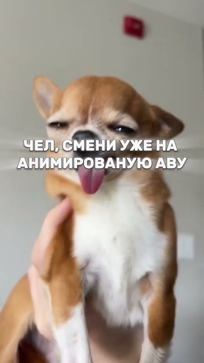 Анимированные авы. Все аватарки в ТГ ссылка в профиле👉#авы#аватарки # ...