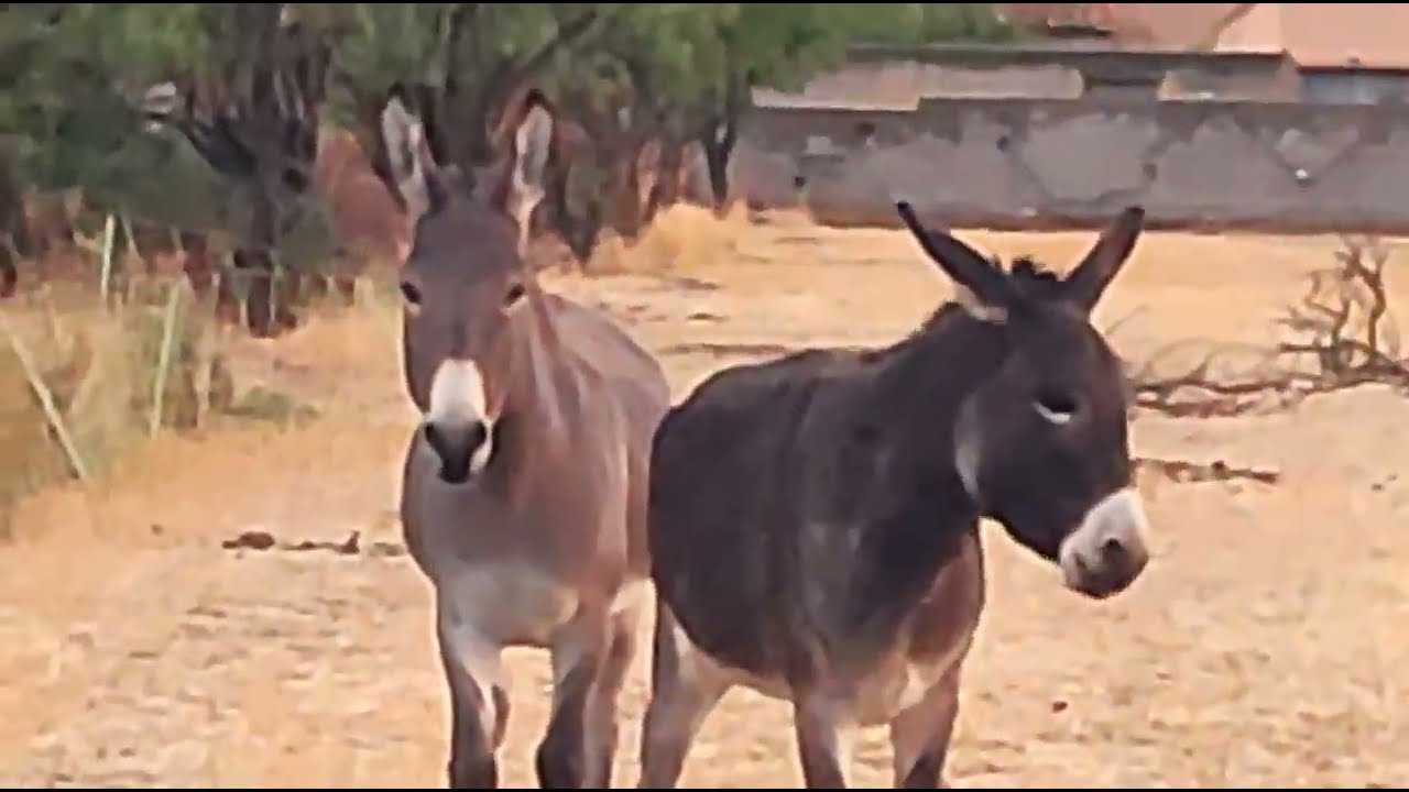 Burros haciendo cosas de burros. - YouTube