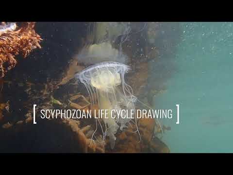 Scyphozoan Life Cycle Drawing