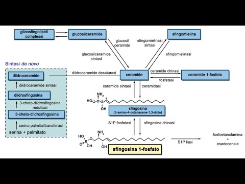 Video: La sfingosina è una ceramide?