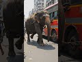 Elephant towing the BUS