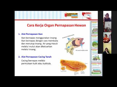 Video: Atap peremajaan: deskripsi, fitur perawatan, budidaya, dan properti