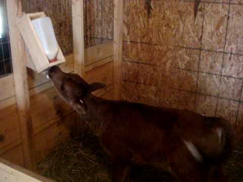 Brownie Drinking His Milk-11-08-2015