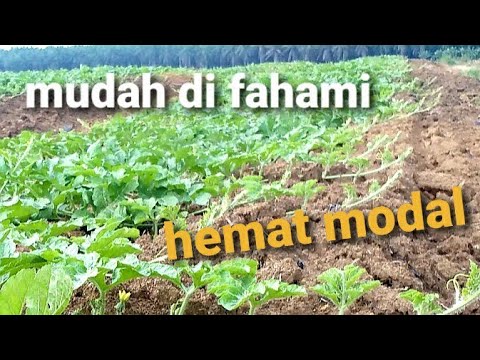 CARA MUDAH TANAM SEMANGKA SISTEM MANUAL