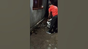 Danger rock python rescue at night in the house. Contact📞+918340101697. #snake#python#rescue