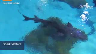 Shark Tour Sneak Peek