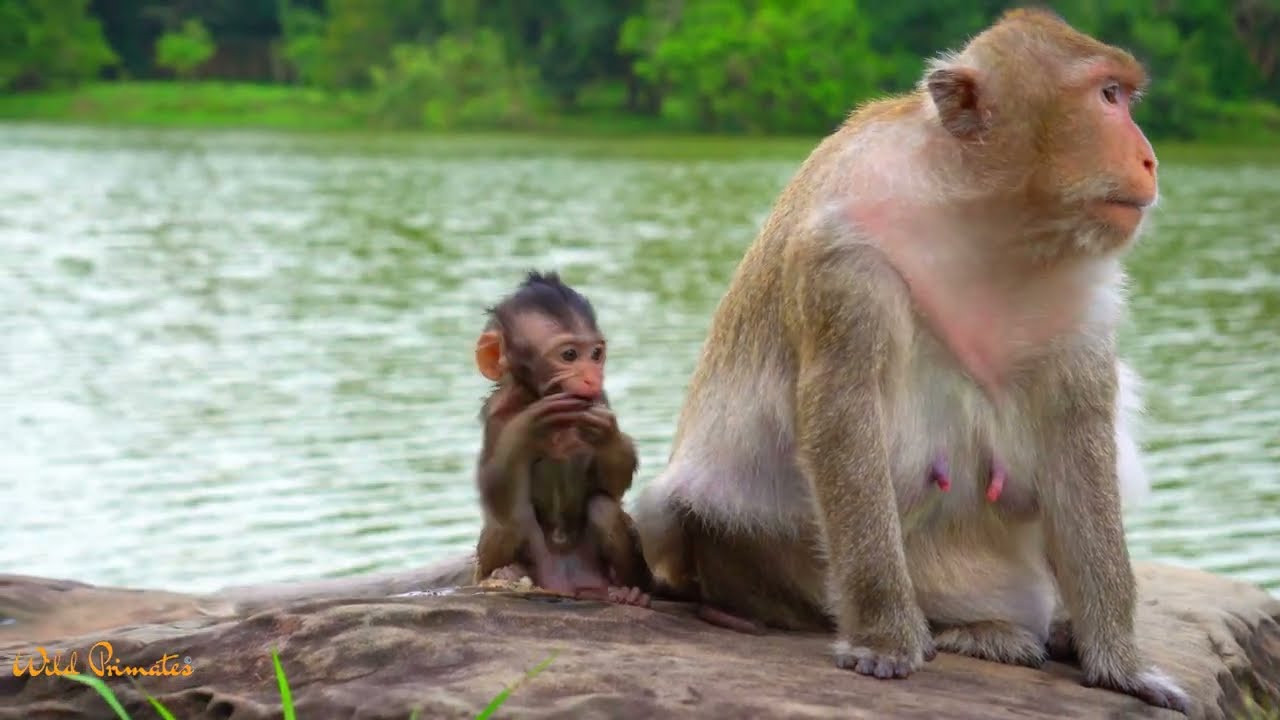 A must watch of monkey Tara and Tia