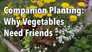 Companion Planting: Why Vegetables Need Friends