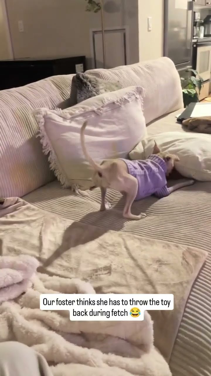 When they Doggyo like ima throw it back I used to be hooman