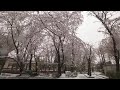 【4K】Sakura in snow - walking in snowy Saitama