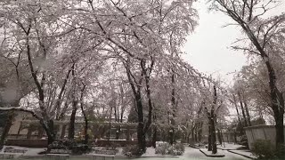 4K・ 【4K】Sakura in snow - walking in snowy Saitama